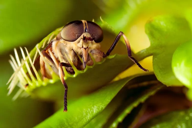 Planta Carnívora