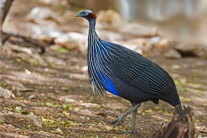 As 10 aves mais coloridas do mundo