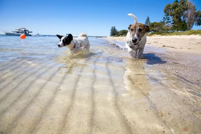 Cachorro na praia pode ou não pode?