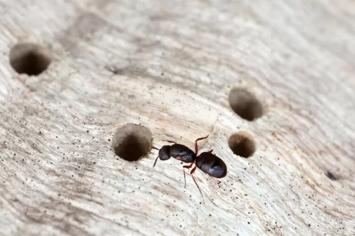 A Sarassará-de-pernas-ruiva: uma formiga noturna e agressiva
