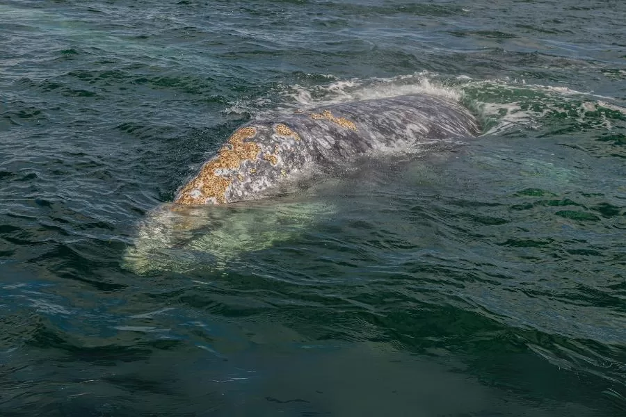 A fascinante symbiose do piolho-de-baleia nos oceanos