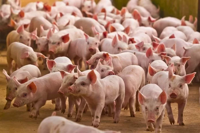 Criação de porcos: um guia completo para iniciantes