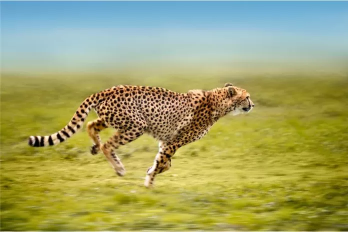 Falcão-Peregrino ou Chita: quem é o animal mais rápido do mundo?