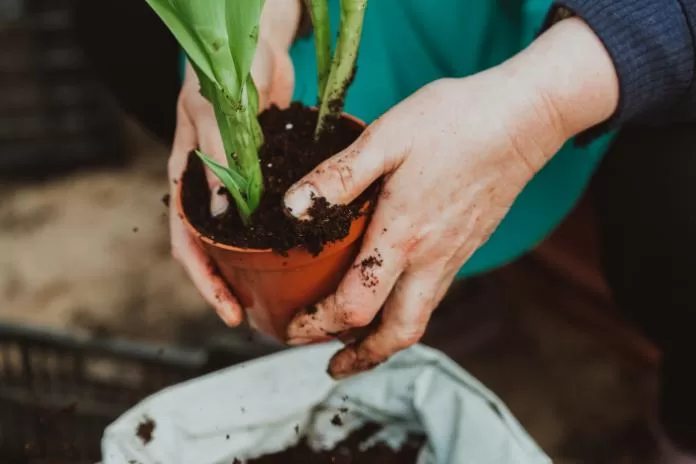 Horta em vasos: cultive o seu próprio paraíso verde