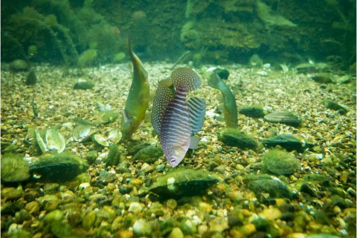 Nova espécie de peixe foi descoberta na Caatinga - Imagem Canva Pró.