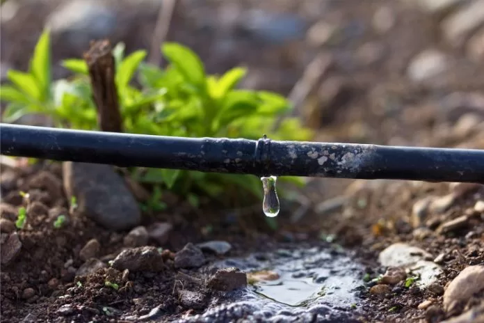 Irrigação por gotejamento: passo a passo