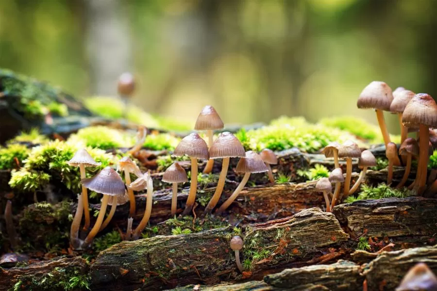 O mundo dos fungos: uma jornada pelos seres super diversos