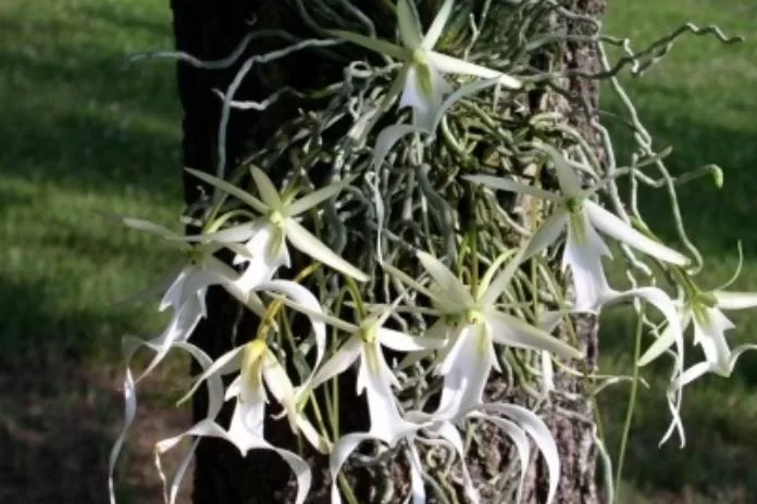 5 Tipos de orquídea mais exóticas do mundo