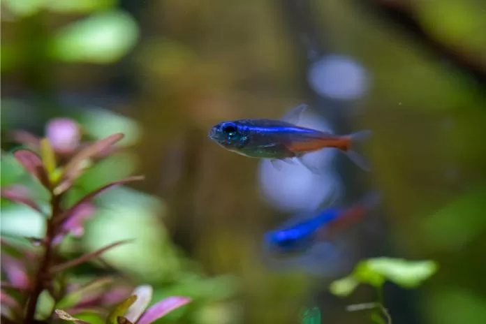 Peixes azuis: adicionando um toque de elegância ao seu aquário