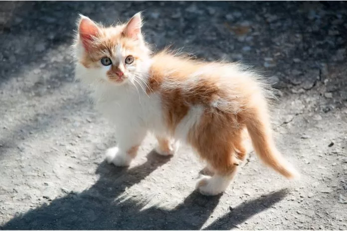 O menor gato do mundo