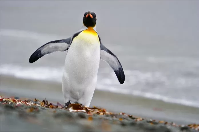 Tipos de Pinguins: Uma Fascinante Diversidade na Vida Selvagem