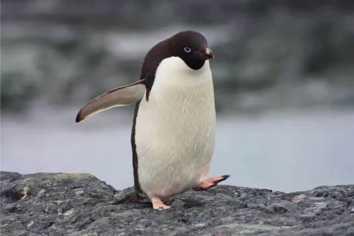 Tipos de Pinguins: Uma Fascinante Diversidade na Vida Selvagem