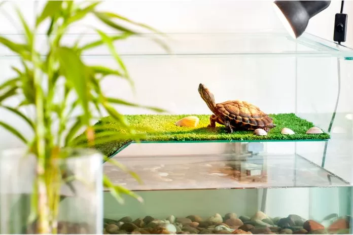Como cuidar da tartaruga-tigre-d’água da melhor forma
