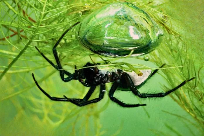 As aranhas-mergulhadoras: como elas respiram debaixo d’água?