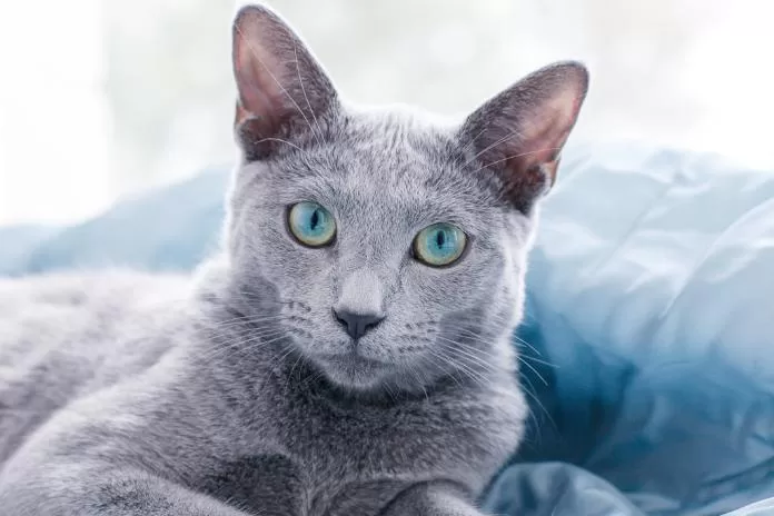 Gato azul russo: uma raça distinta e cativante