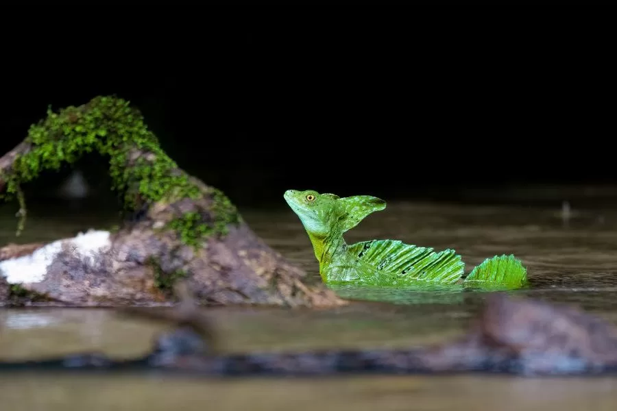 O lagarto Jesus Cristo: conhecendo o basilisco verde