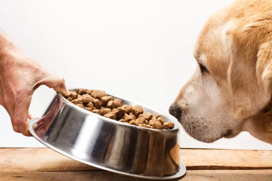 Enfrentando o desafio: quando o cachorro se recusa a comer