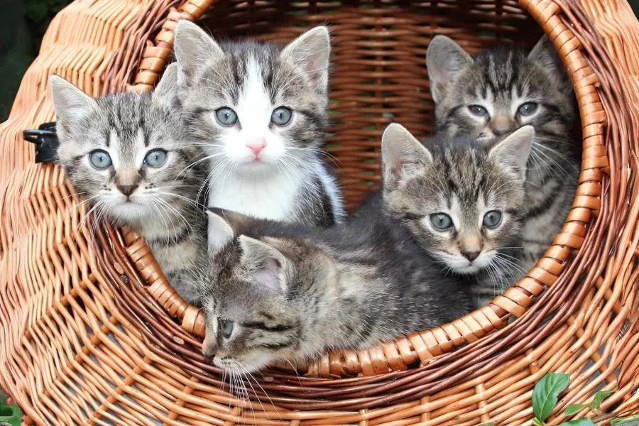 O ciclo reprodutivo dos gatos: quantas ninhadas por ano?