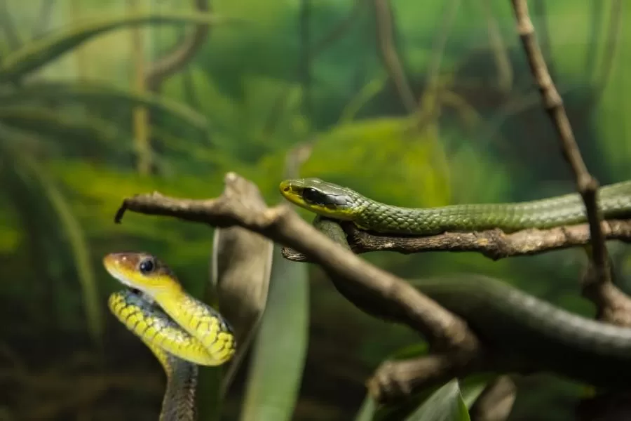 Mundo da cobra-cipó: uma serpente arbórea diurna