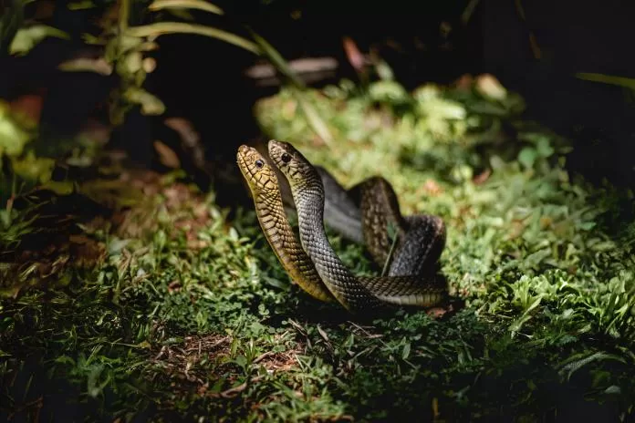 Como as cobras se reproduzem?