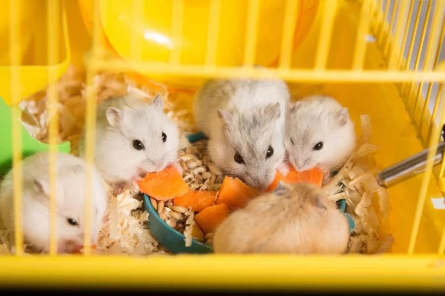 Explorando a dieta do hamster: um guia detalhado