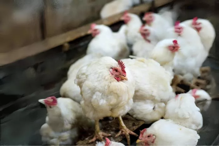 Doença de Newcastle em galinhas: o que é, como prevenir e tratar