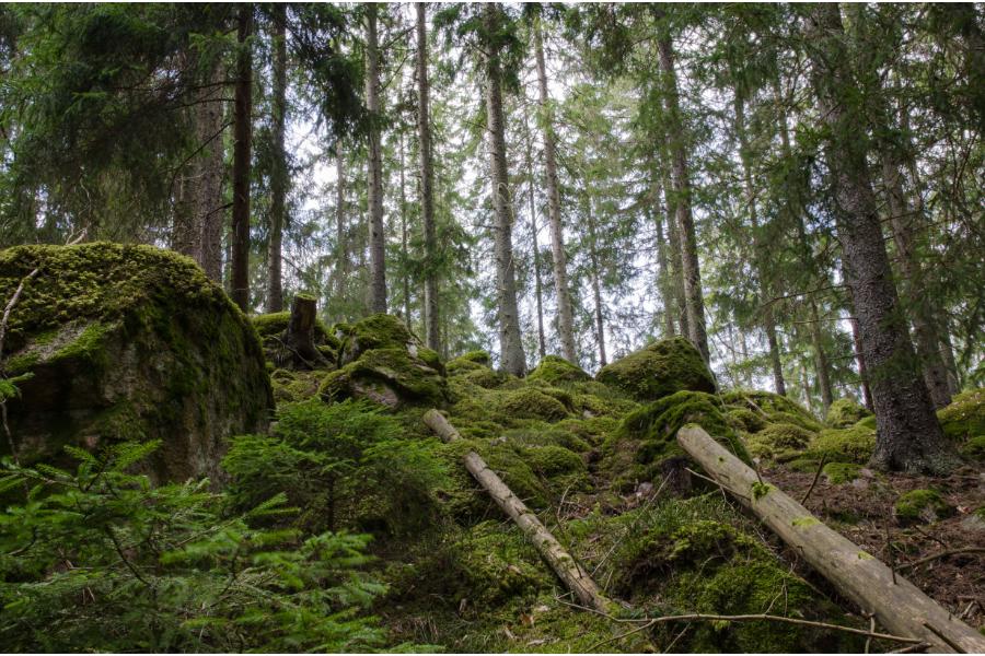 O que são as florestas intocadas e por que elas são importantes?