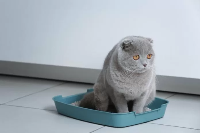 Como limpar a caixa de areia do gato?