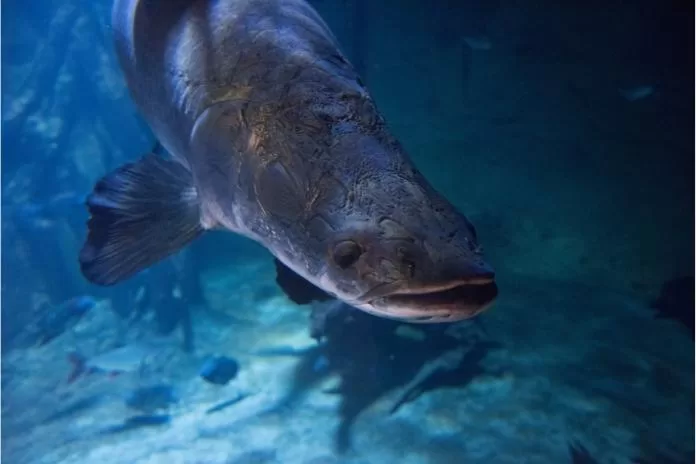 O maior peixe de água doce do mundo