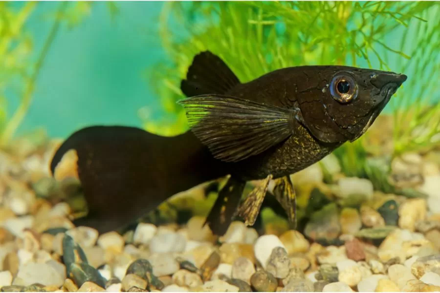 A molinésia negra lyra: beleza e diversão no mundo aquático