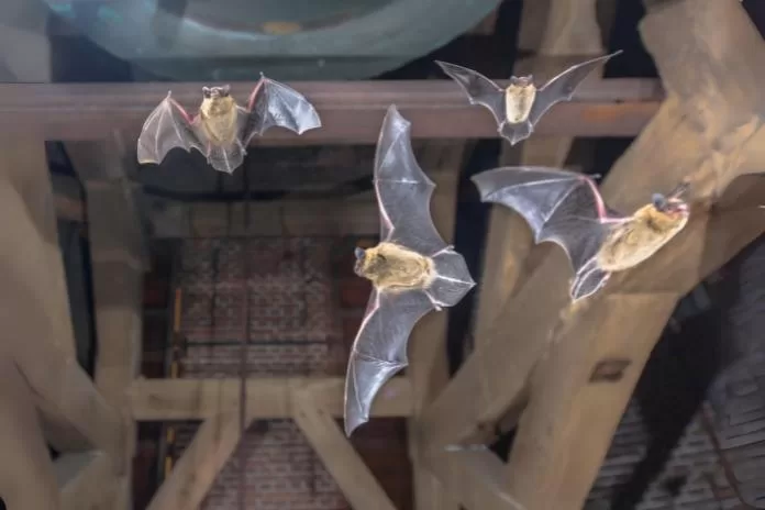 Como espantar morcegos de forma segura: um guia informativo