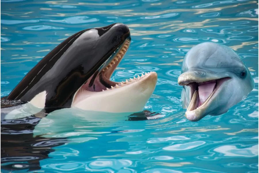 Golforca ou orfinho? Uma mistura de orca e golfinho