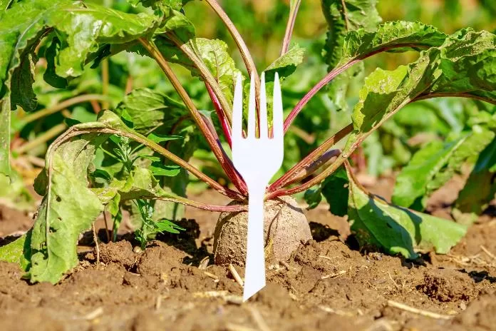 Por que plantar garfos na sua horta ou jardim?