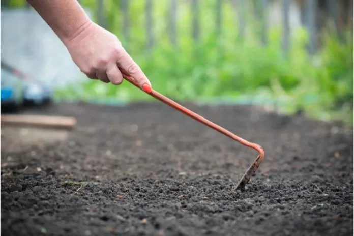 Como plantar alho poró de forma simples e prática