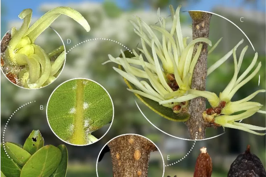 A chionanthus monteazulensis: uma nova espécie de planta prima da azeitona