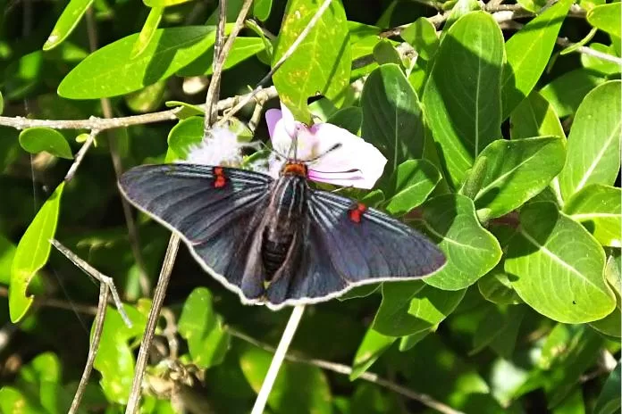 O saltador da goiaba: uma borboleta do cerrado e da caatinga