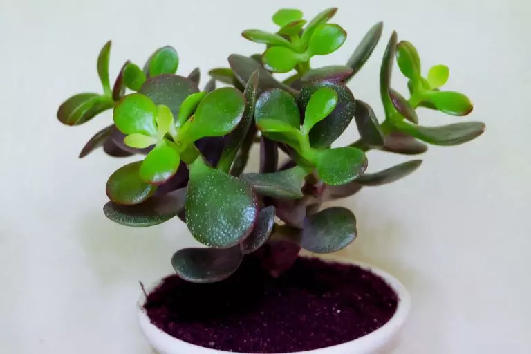 Crassula ovata