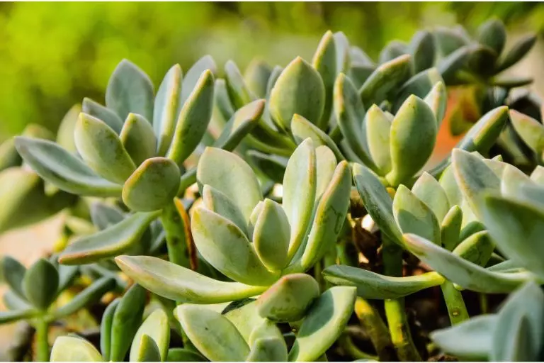 Graptopetalum paraguayense