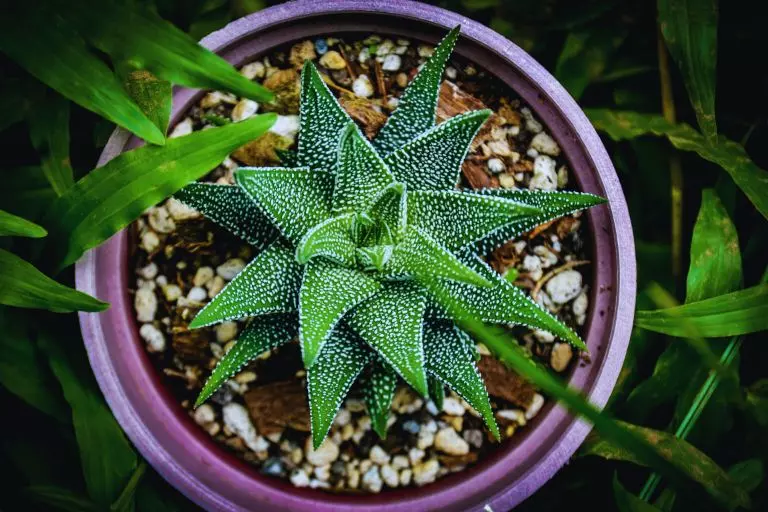 Haworthia fasciata