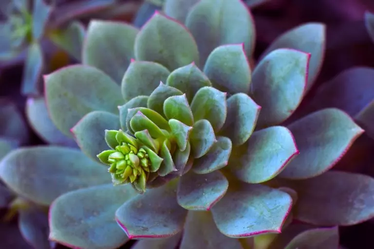 Echeveria carnicolor