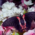 Borboleta-rosa-de-luto