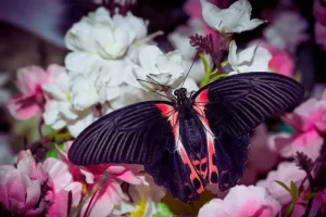 Borboleta-rosa-de-luto