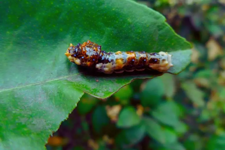 Lagarta da borboleta-rosa-de-luto