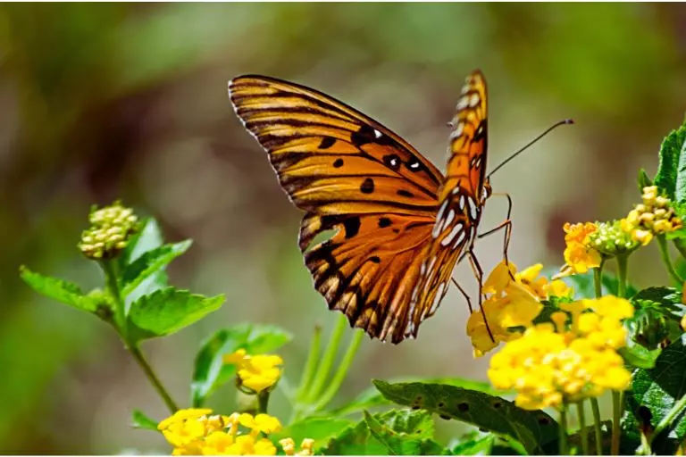 Borboleta