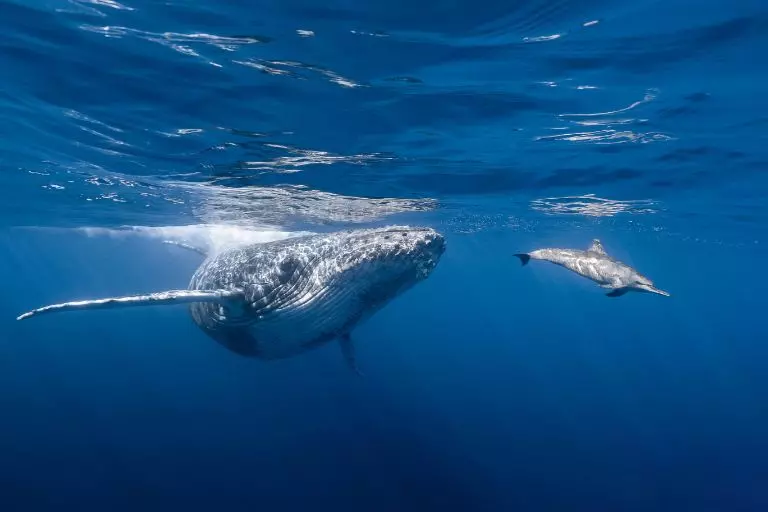 Baleia e golfinho