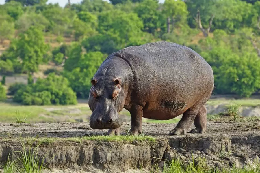 10 animais que mais matam seres humanos