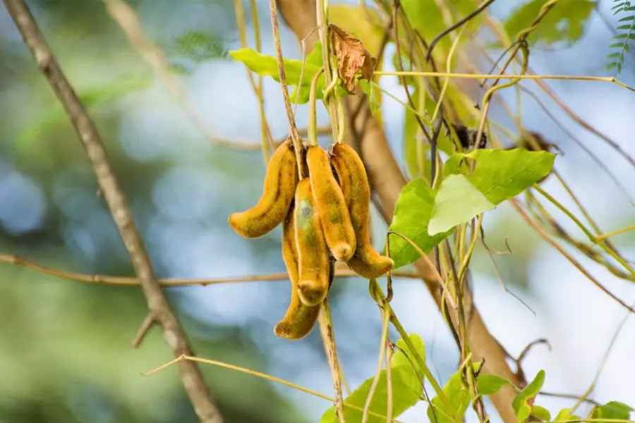 Benefícios da semente de mucunã: desvendando a olho de boi