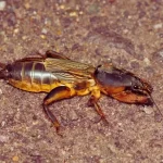 Gryllotalpa gryllotalpa