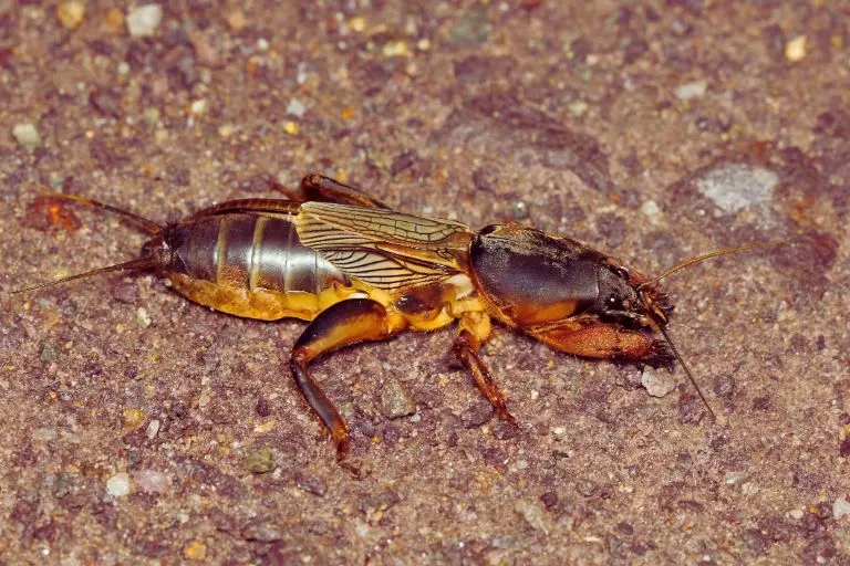 Gryllotalpa gryllotalpa