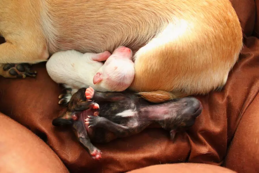 Como cuidar de cachorros recém-nascidos